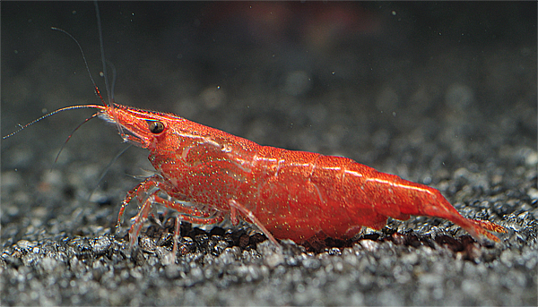 Red Fire Garnele